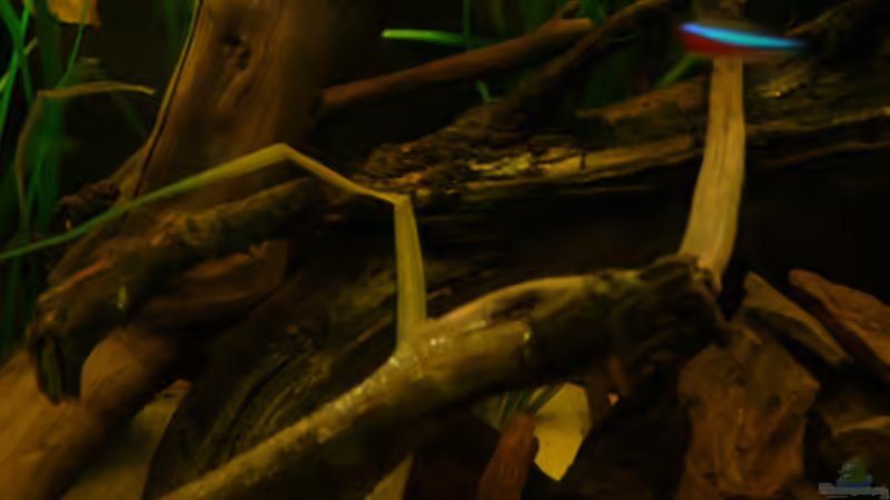 Wurzelansammlung von Cichlid Power (26)