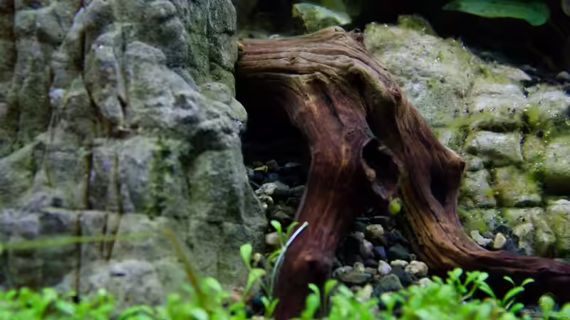 Wurzelarrangements 02.11.2013 von GoreSlayer (19)