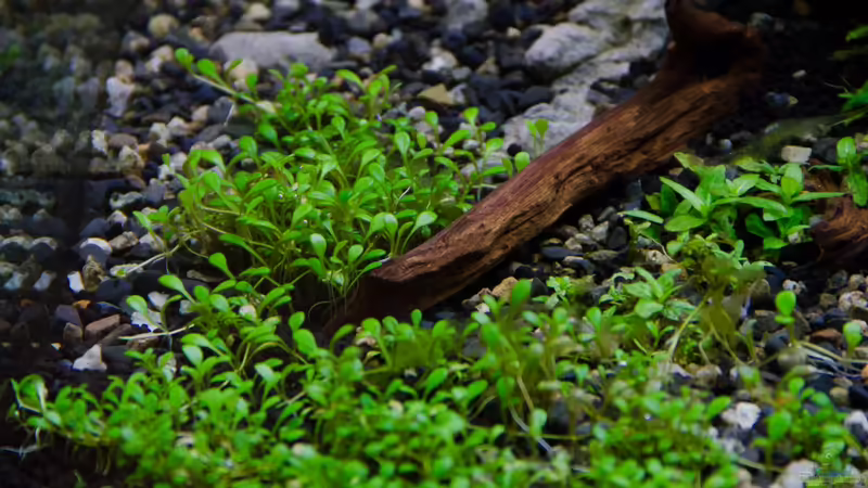 Wurzelarrangements 02.11.2013 von Koelle-Zoo (20)