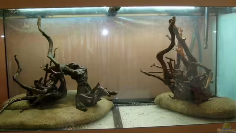 Wurzelaufbau  von Volkmar1 (11)