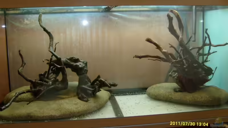 Wurzelaufbau 2 von Volkmar1 (12)