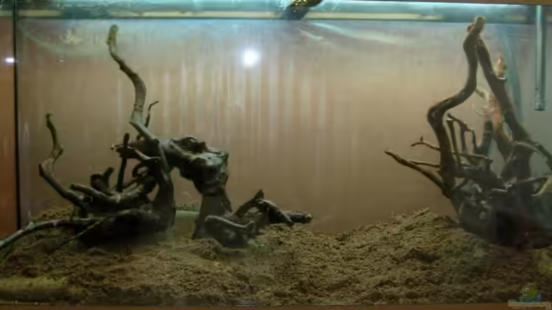 Wurzelaufbau 3 mit Depotmix von Volkmar1 (13)