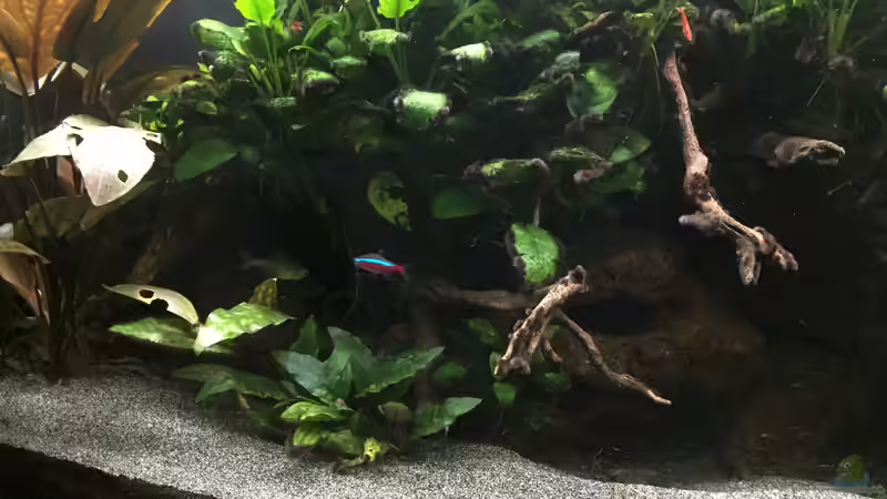 Wurzelaufbau auf der linken Beckenseite von Danny (35)