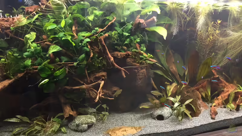 Wurzelaufbau auf Lavasteinhöhlen von Danny (2)