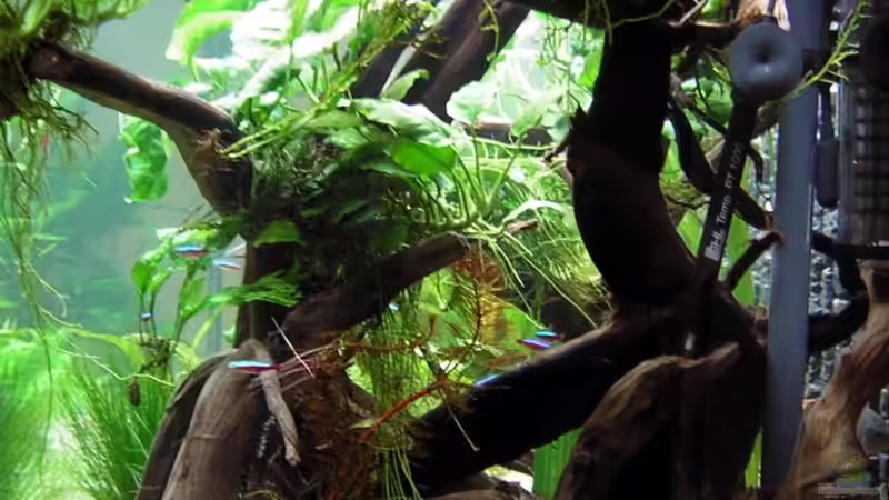 Wurzelaufbau von Antje und Daniel (11)