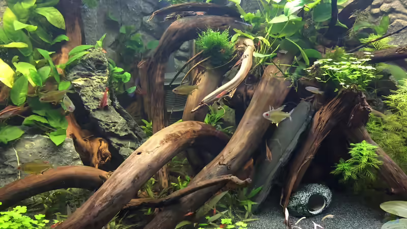 Wurzelaufbau von Danny (35)