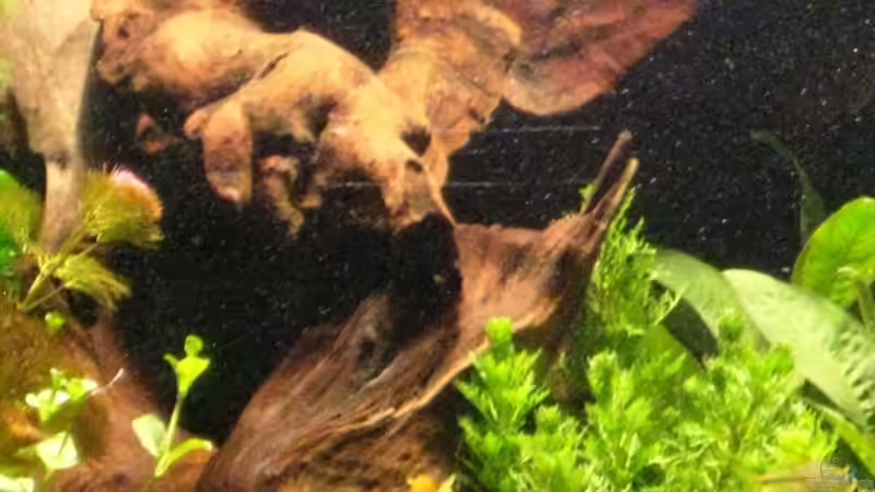 Wurzelaufbau von Me)-(@niC ©® (19)