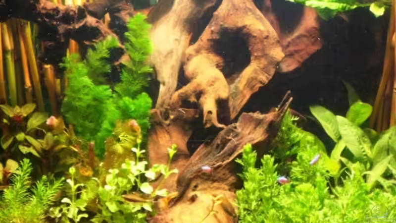 Wurzelaufbau von Me)-(@niC ©® (20)