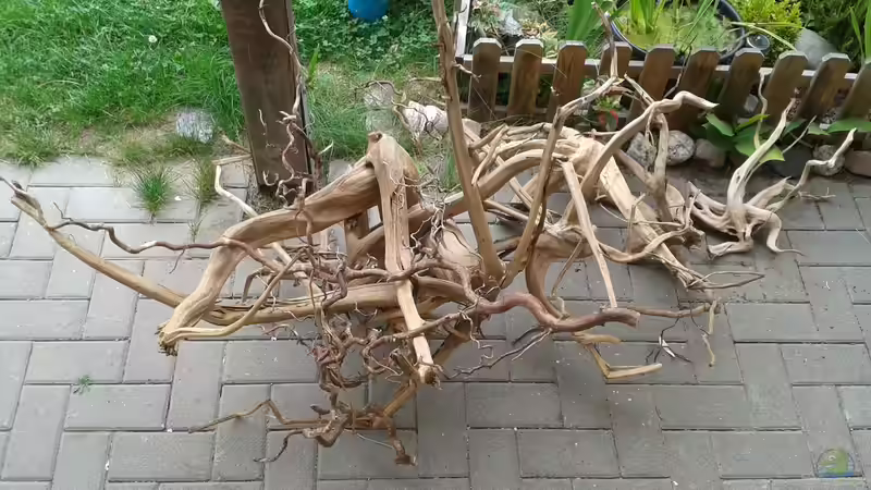 Wurzelauswahl fürs Paludarium :-) von ~Marco~ (35)