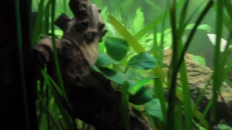 Wurzelbaumanubis von Jonas G. (6)