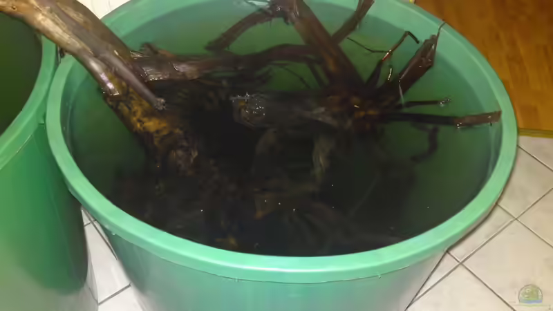 ´Wurzelbehandlung´ Vor dem Einbringen ins Becken wurden alle Wurzeln gewässert, von GGuardiaNN (53)