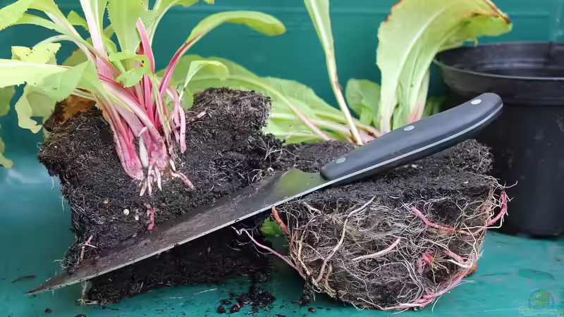 Wurzelbildung verbessern - Der umfassende Leitfaden für kräftige, vitale Pflanzen