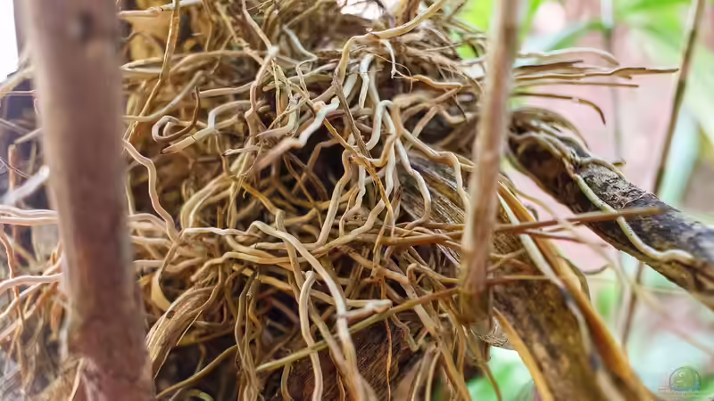 Wurzelbildung verbessern - Der umfassende Leitfaden für kräftige, vitale Pflanzen