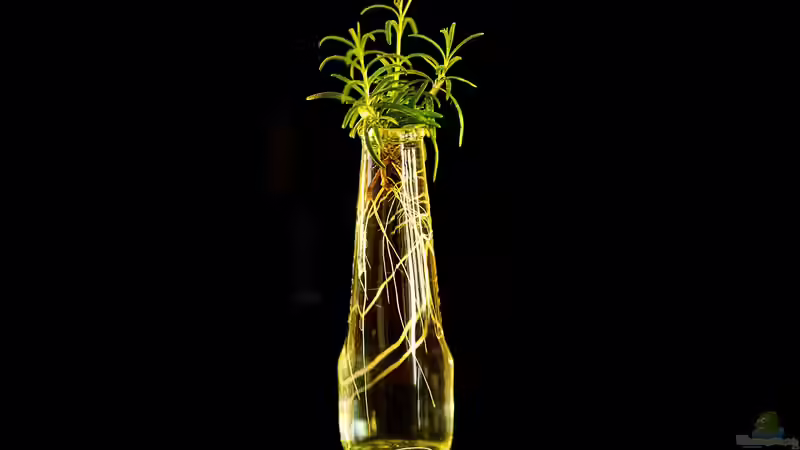 Wurzelbildung verbessern - Der umfassende Leitfaden für kräftige, vitale Pflanzen