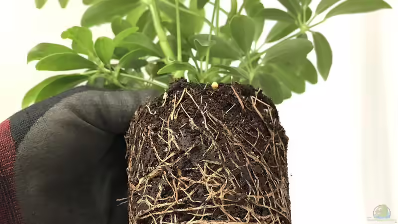 Wurzelbildung verbessern - Der umfassende Leitfaden für kräftige, vitale Pflanzen