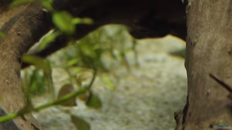 Wurzeldetail von der Seite von rapid (35)