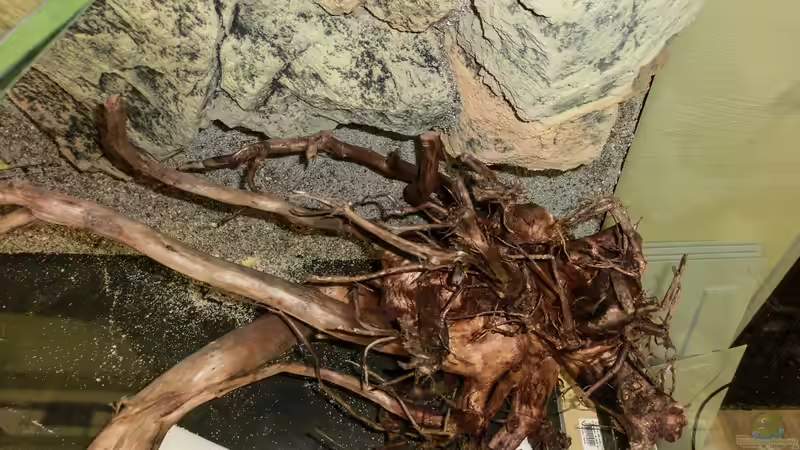 Wurzeldetail von GoreSlayer (40)