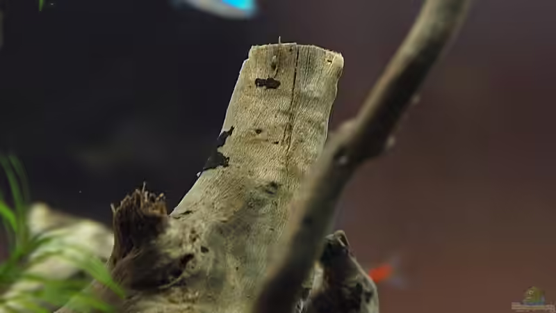 Wurzeldetail von hinten von rapid (36)