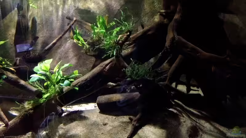 Wurzeldickicht von Jürgen Herb (19)