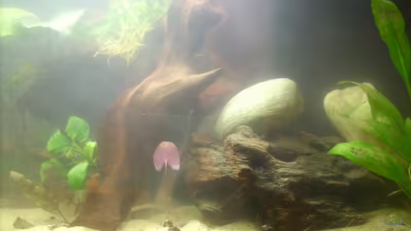 Wurzelecke 23.2 von Exotist (39)