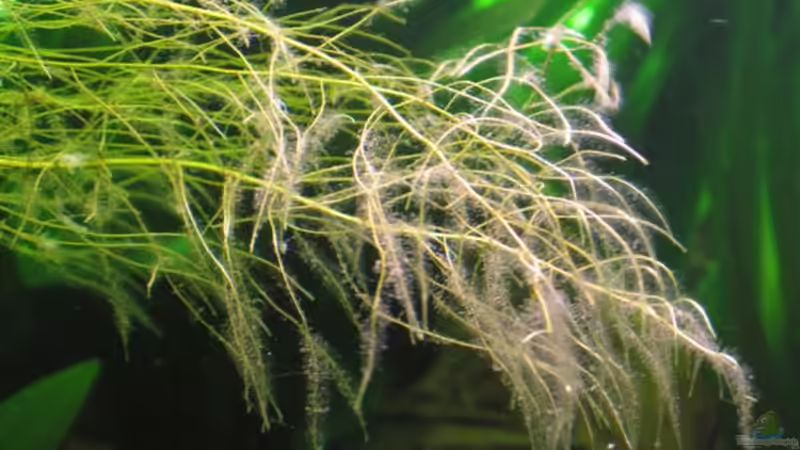 Wurzelfäden in der Strömung von Jogi (17)