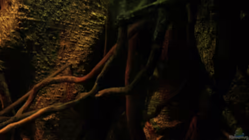 Wurzelgeflecht auf der rechten Seite von Bämbel (20)