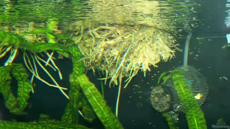 Wurzelgeflecht der Monstera-Luftwurzeln von Klabuster (8)