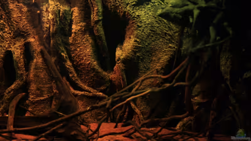 Wurzelgeflecht von Bämbel (27)