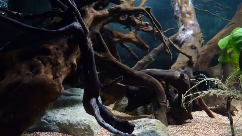 Wurzelgewirr *05.04.2013* von lützkopf (41)