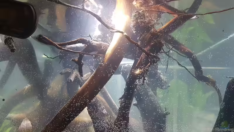 Wurzelgezweige von Kevin Engelsberger (34)