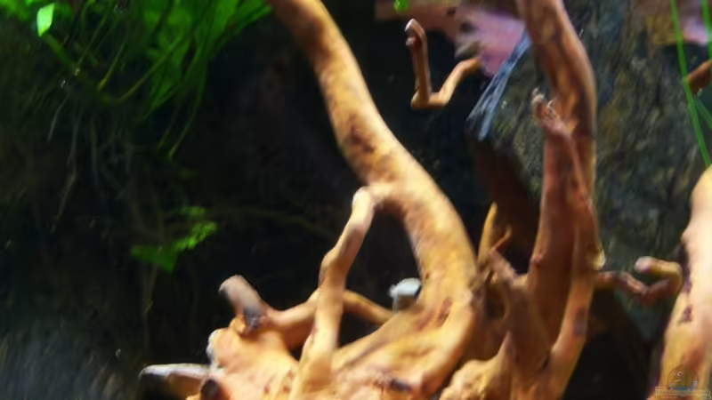 Wurzelhöhle 15.02.2015 von Schratze (74)