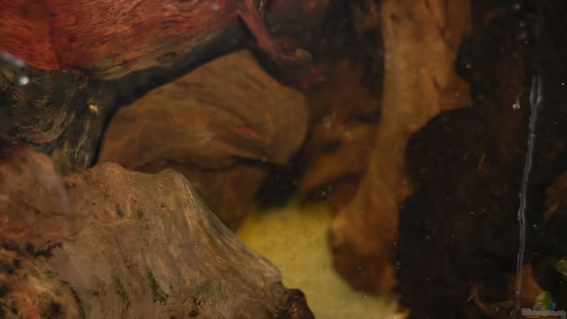 wurzelhöhle von ml69 (13)