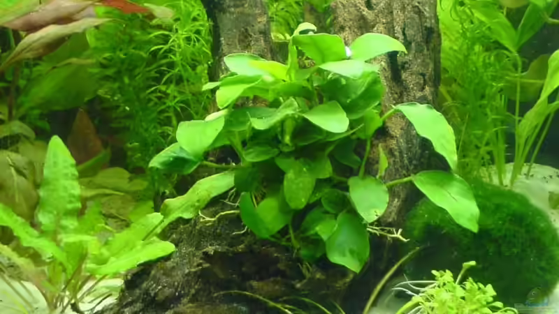 Wurzelholz mit Anubias von Oliver Röder (9)