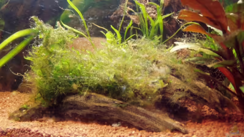 Wurzelholz mit X-Mas Moos - dahinter der starke Punkt des Beckens, die beiden aneinander von Milehigh H (7)