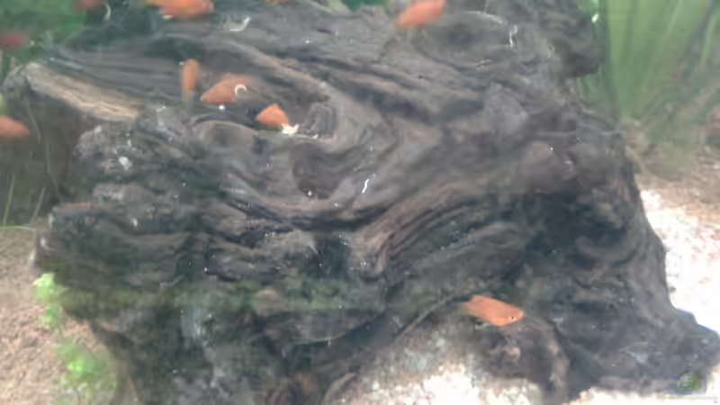 Wurzelholz mitte von Reinhold Berk (14)