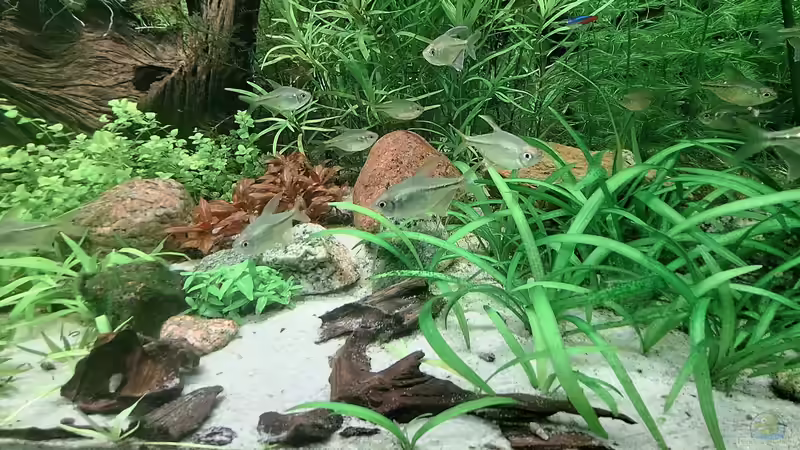 Wurzelholz und Steine von Piscis (19)