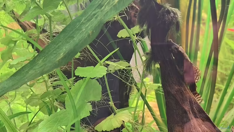 Wurzelholz von Piscis (20)