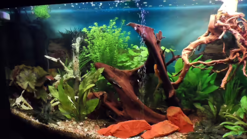 Wurzelholz von S04Peter (17)