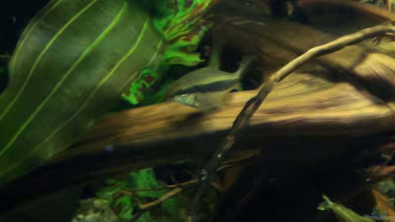 Wurzelholz von Tom Rudolph (5)