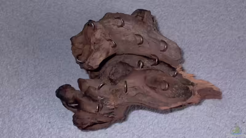 Wurzelholzstück für Stängelpflanzen von Johann Fellner (13)