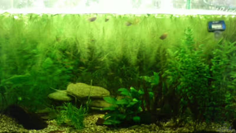 Wurzelland von Algerich