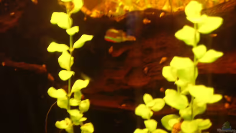 Wurzelloch von Südamerikafreak BK (26)