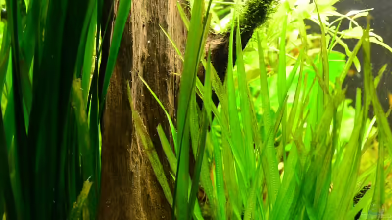 Wurzeln... von Daniela (22)