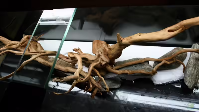 WUrzeln - Hinten der 15cm aufschub wo später die Balansae hineinkommen. von -Der Österreicher- (17)