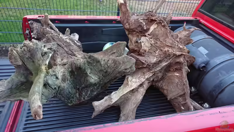 Wurzeln, nur die rechte ist rein gekommen von kellerkind (52)