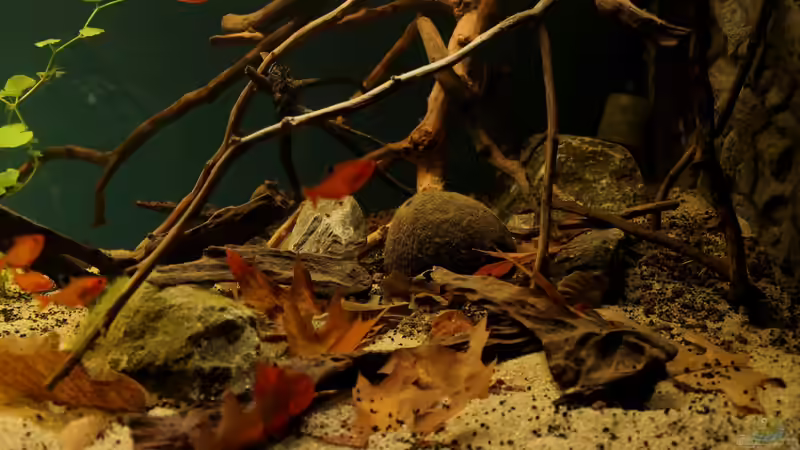 Wurzeln, ??ste und Laub von die Perle... (17)