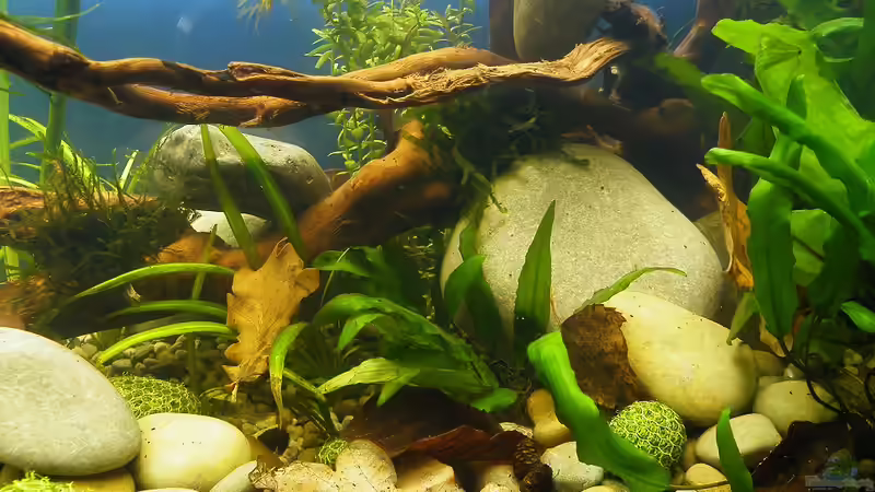 Wurzeln, Steine, Laub und Pflanzen - 02.07.2011 von bergfrau (38)