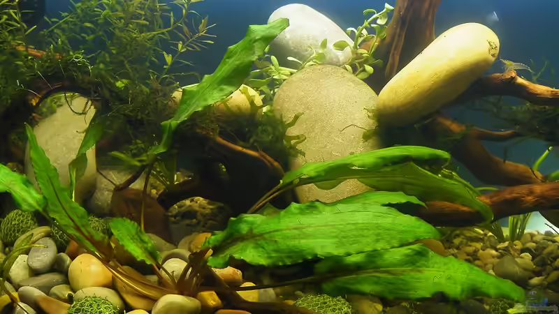 Wurzeln, Steine, Laub und Pflanzen - 02.07.2011 von bergfrau (39)