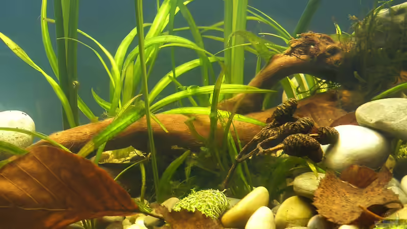 Wurzeln, Steine, Laub und Pflanzen - 02.07.2011 von bergfrau (40)