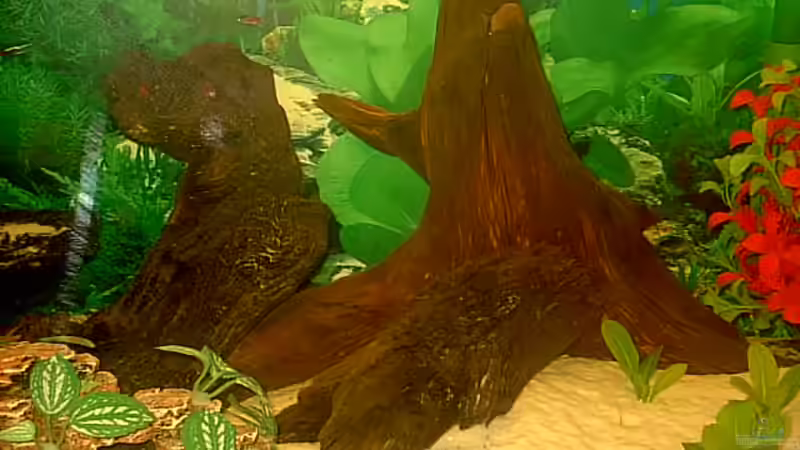 Wurzeln. von Robert Schröder (9)